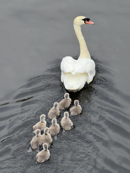A beautiful Mute Swan leads a line of eight fluffy cygnets across the calm grey water, creating gentle ripples behind them